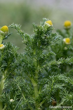 Plants in flower